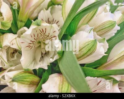 Schönen Blumenstrauß frische weiße Crocus Blüten. Stockfoto