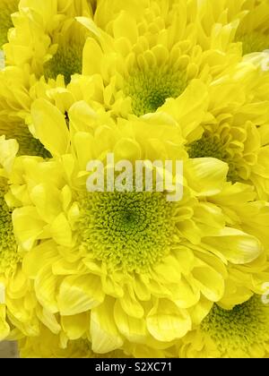 Riesige gelbe Chrysanthemen in voller Blüte. Stockfoto