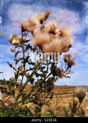 Saatgut Staats Creeping Thistle, oder Cirsium arvense, eine krautige Staude Stockfoto