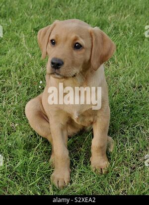Adorable Pet Stockfoto
