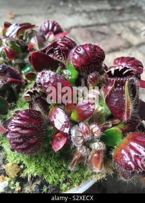 Cephalotus Follicularis - Albanien Kannenpflanze