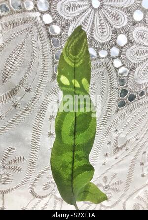 Blatt abstrakt-Blatt einer Zimmerpflanze mit Schatten Muster durch Gardinen cast Stockfoto