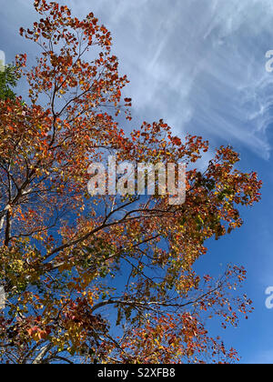 Bunte Herbst Baum mit blauem Himmel und weißen Wolken an einem sonnigen Tag Stockfoto