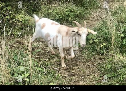 Straße ziegen Bristol Stockfoto