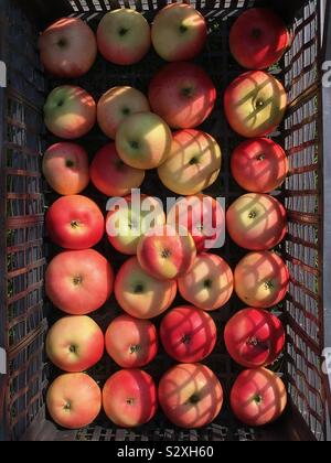 Geerntete Äpfel in einer Kiste Stockfoto