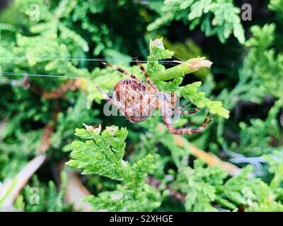 Punkt vier Orb-Weaver Spider Stockfoto