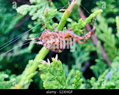 Punkt vier Orb-Weaver Spider Stockfoto