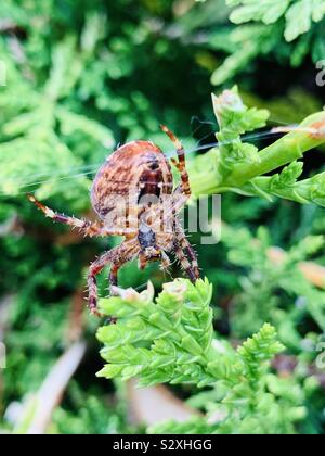 Punkt vier Orb-Weaver Spider Stockfoto