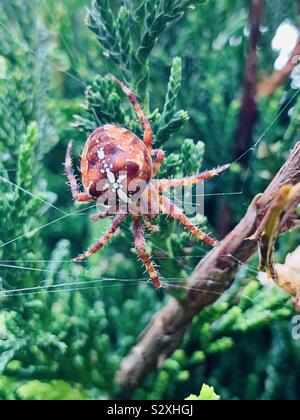 Punkt vier Orb-Weaver Spider Stockfoto