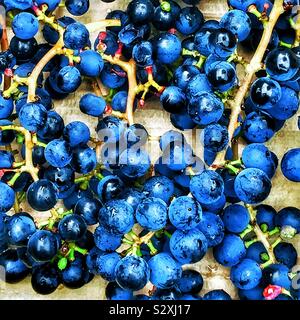 Trauben am Rebstock. Stockfoto