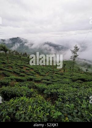 Munnar Tee Plantagen in den Nebel. Stockfoto