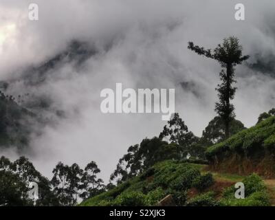 Munnar Tee Plantagen in den Nebel. Stockfoto