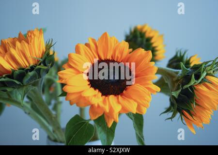 Sonnenblumen in einer vase Stockfoto