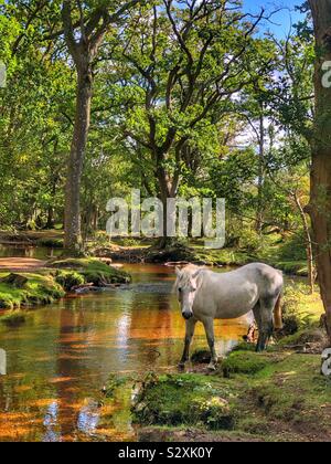 Pony an Ober wasser New Forest, Hampshire, England Stockfoto