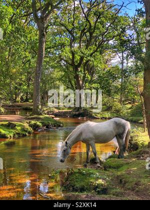 Pony das Trinken aus Ober Wasser strömen an New Forest, Hampshire, England Stockfoto