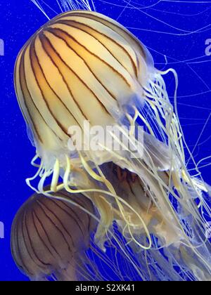 Pazifischen Meer Brennessel (Chrysaora Fuscescens) am Georgia Aquarium in der Innenstadt von Atlanta, Georgia. (USA) Stockfoto