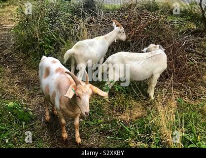 Straße ziegen Bristol Stockfoto