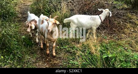 Straße ziegen Bristol Stockfoto