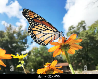 Eine schöne Nach monarch butterfly mit seinen Flügeln, so können Sie die Unterseite Muster sehen. Es ist trinken Nektar aus einer zinnia Blume. Stockfoto