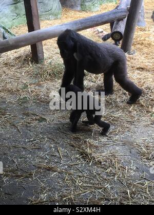 Mutter und Baby westlichen Flachlandgorilla Stockfoto