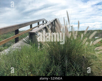 Ökologisch geschützten Dünen und Meer Hafer Gras gepflanzt, in der Nähe von einem Holzsteg zum Strand in Jacksonville Florida USA. Stockfoto