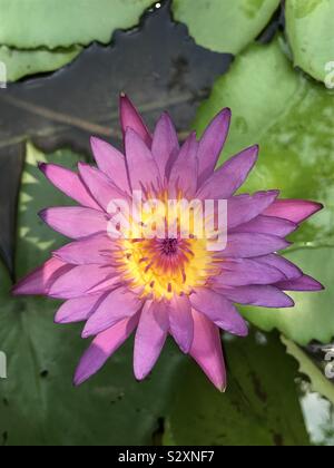 Lila Wasserlilly in einem künstlichen Teich- Nymphaea caerulea aka Wasserlilie, blauer Lotus-Ambal aka lila Wasserlilly, Flieder Farbe Blume, Nymphaea Lila Blume, schwimmende Blumen Stockfoto