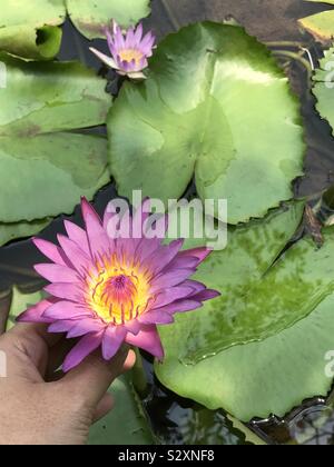 Lila Lilly in einem künstlichen Teich-Nymphaea caerulea aka Seerose, blauer Lotus, Hand hält Blume-Ambal aka lila Wasserlilly, Lilac Farbe Blume, Nymphaea Lila Blume, schwimmende Blumen Stockfoto