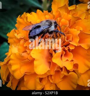 Biene auf Ringelblume Stockfoto