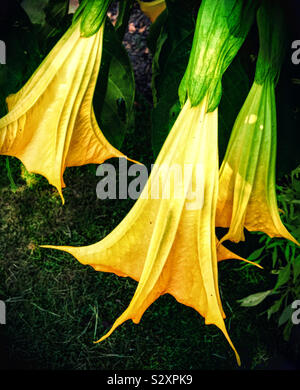 Gelb gefärbte hängend Engel Trompete Blumen mit strukturierter Wirkung. Es ist eine beliebte Zierpflanzen kleiner Baum oder Strauch in Gärten. Stockfoto