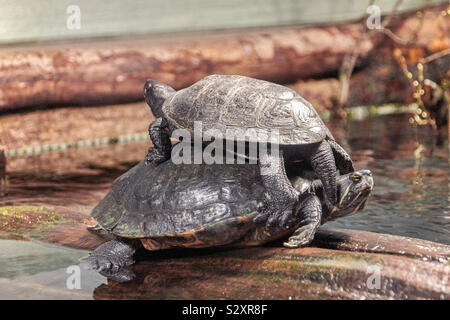 Zwei Schildkröten klettern auf der jeweils anderen. Ein wenig sitzt auf der großen, eine Schildkröte Doppel am Rande des Wassers Stockfoto