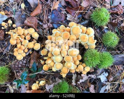 Pilze und gefallenen Kastanien auf dem neuen Boden Stockfoto