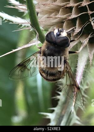 Biene, die Landung auf Blume Stockfoto