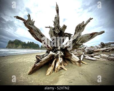 Pacific Northwest Strand Landschaft: Große Treibholz mit Sea stacks Kulisse am Ufer des Rialto Beach, Olympic National Park, WA, USA Stockfoto