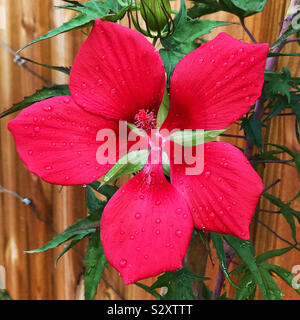 Nahaufnahme von einem rot gefärbten Texas Stern Hibiskus Blume in voller Blüte. Es ist auch bekannt als scarlet rose Mallow. Stockfoto