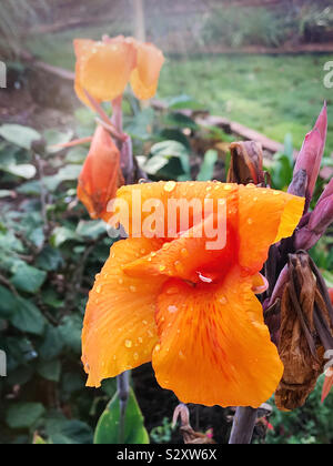 Vibrant orange canna Lilie Blume Blüte in voller Blüte und in die Regentropfen fallen. Ihre hellen orange Blüten Kontrast mit dem Laub. Stockfoto