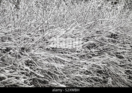 Frische weiße Schnee liegt dicht auf den Zweigen einer Hecke Stockfoto