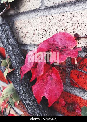 Leuchtend rote Efeu Blätter an einer Mauer an einem sonnigen Herbstnachmittag, USA Stockfoto