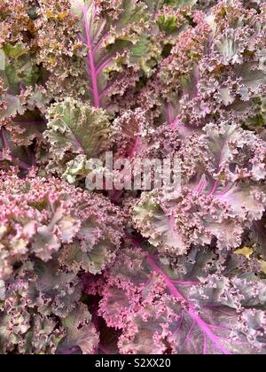 Grünkohl Kohl im Garten wächst. Stockfoto