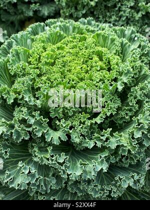 Schöne frische grüne Grünkohl Stockfoto