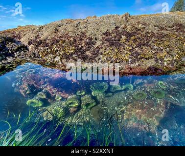 Gezeiten Pool mit Anemonen bei Shi Shi Strand, Olympic National Park, Washington State, USA. Stockfoto