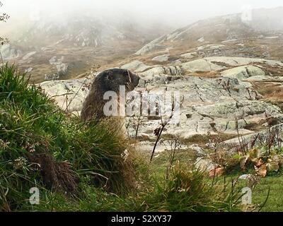 Marmot im Herbst vor Burrow, Grimselpass, Nernese Alpen, Schweiz. Stockfoto