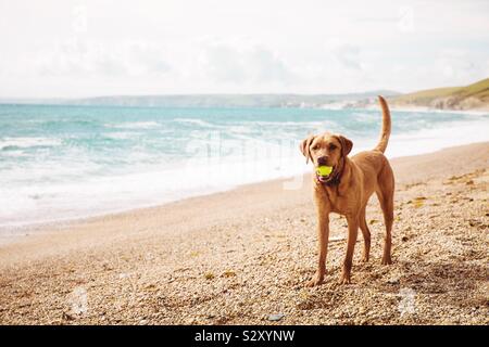 Ein fit und gesund gelben Labrador Retriever Hund steht auf einem wunderschönen Strand mit dem Ozean hinter und tragen einen Tennisball auf spielerische Art und Weise mit Kaffee Raum Stockfoto