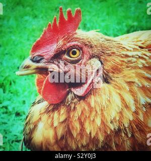 Closeup Portrait von Hähnchen mit grünem Hintergrund Stockfoto