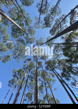 Andere Perspektive suchen bis zum blauen Himmel bei hohen Pinien im Wald Stockfoto