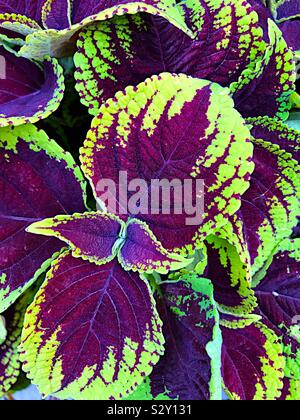 Coleus Blätter, grün und violett Stockfoto