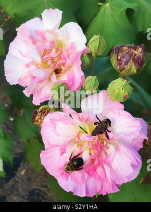 Ansicht von oben Makroaufnahme der Bienen füttern auf einem Confederate Rose Blume Blüte. Stockfoto