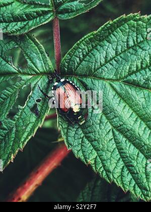 Japanische Käfer (Popillia japonica) essen Blatt einer Himbeere Anlage Stockfoto