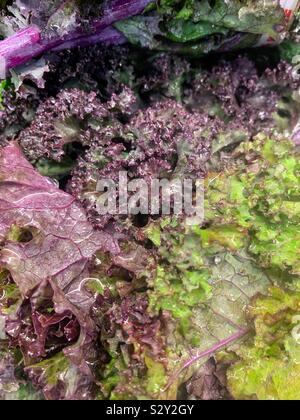 Frisch lecker lecker lila Kale. Stockfoto
