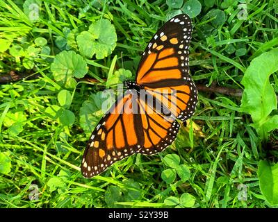 Schöne orange und schwarz monarch butterfly, milkweed, gemeinsame Tiger, Wanderer, und Schwarz geäderten Braun, Danaus plexippus Stockfoto