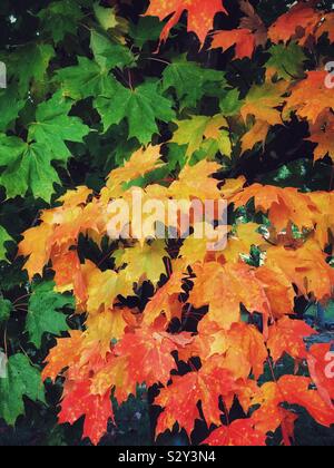 Blätter von einem Ahorn in den verschiedenen Stadien der Wechsel in den Farben des Herbstes Stockfoto